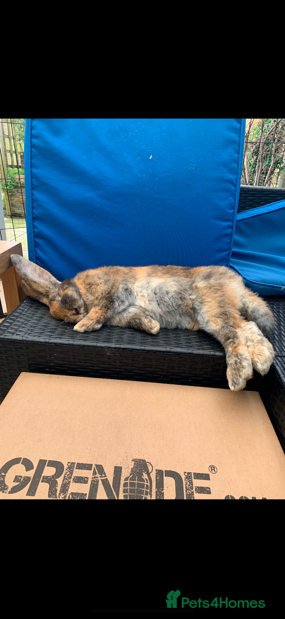 Continental Giant rabbits for sale: Continental Giant neutered very friendly male  - Image 1