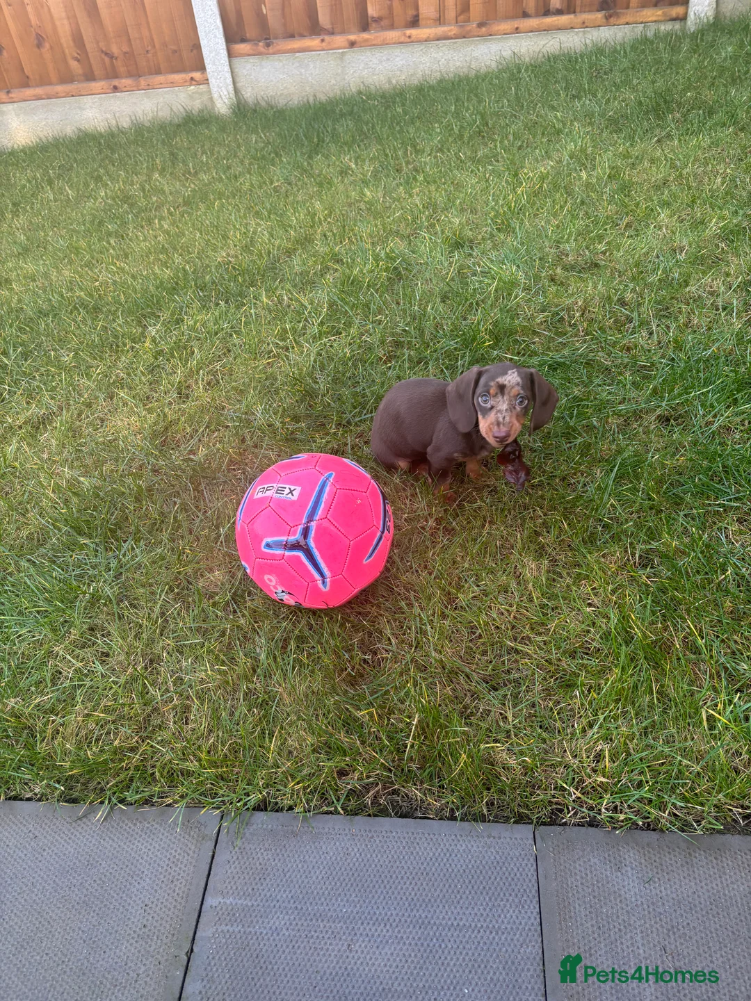 Dachshund dogs for sale: Miniature Dachshund  - Advert 3