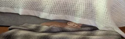 Mixed Breed cats for sale: Adorable Kittens Looking for Their Forever Homes - Advert 15