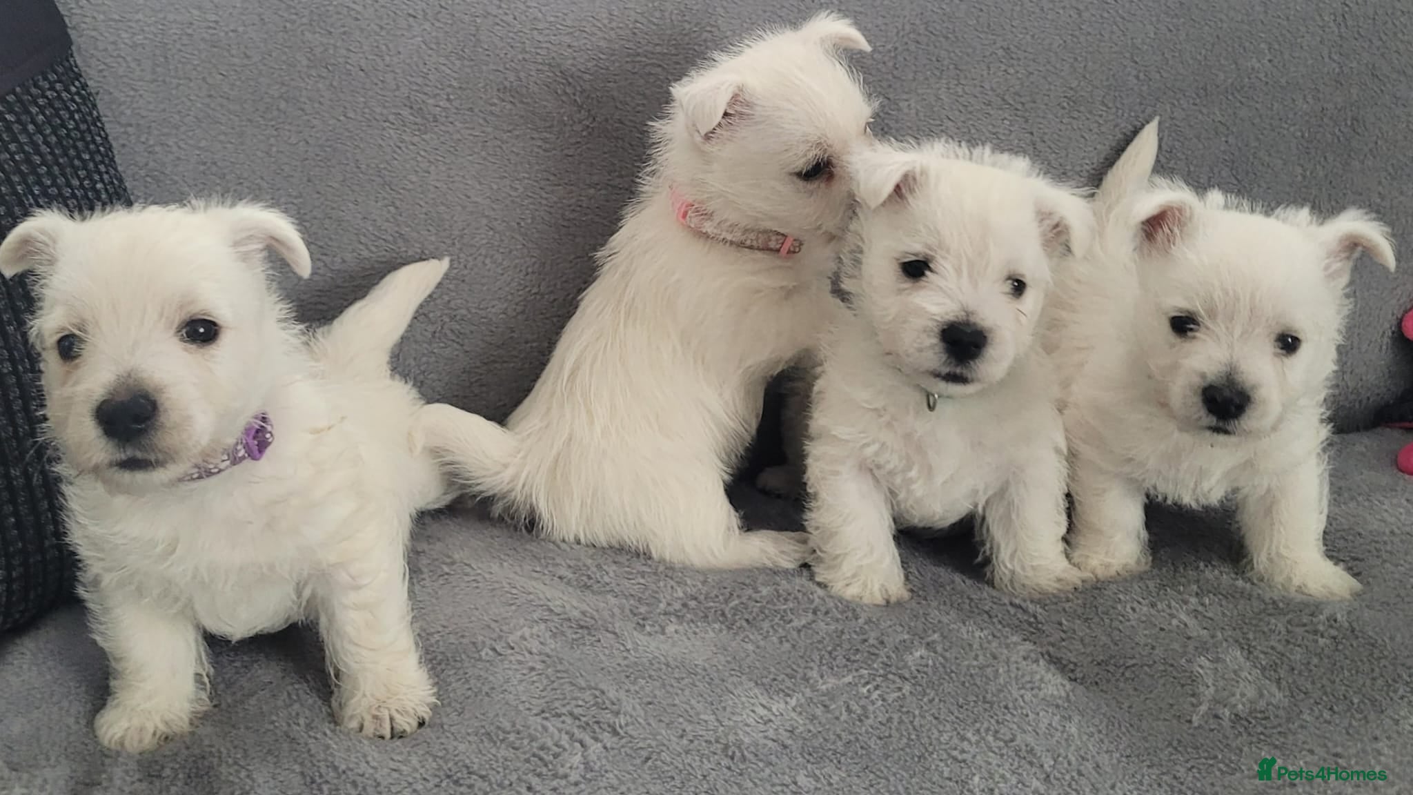 West Highland Terrier dogs KC registered - Beautiful 2 girls and 2 boys  - Advert 1