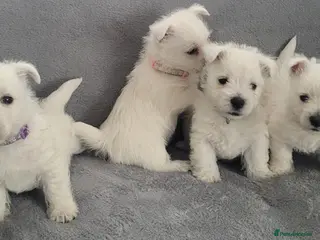 West Highland Terrier dogs KC Reg Westie Pups – Champion Lines - Advert 1