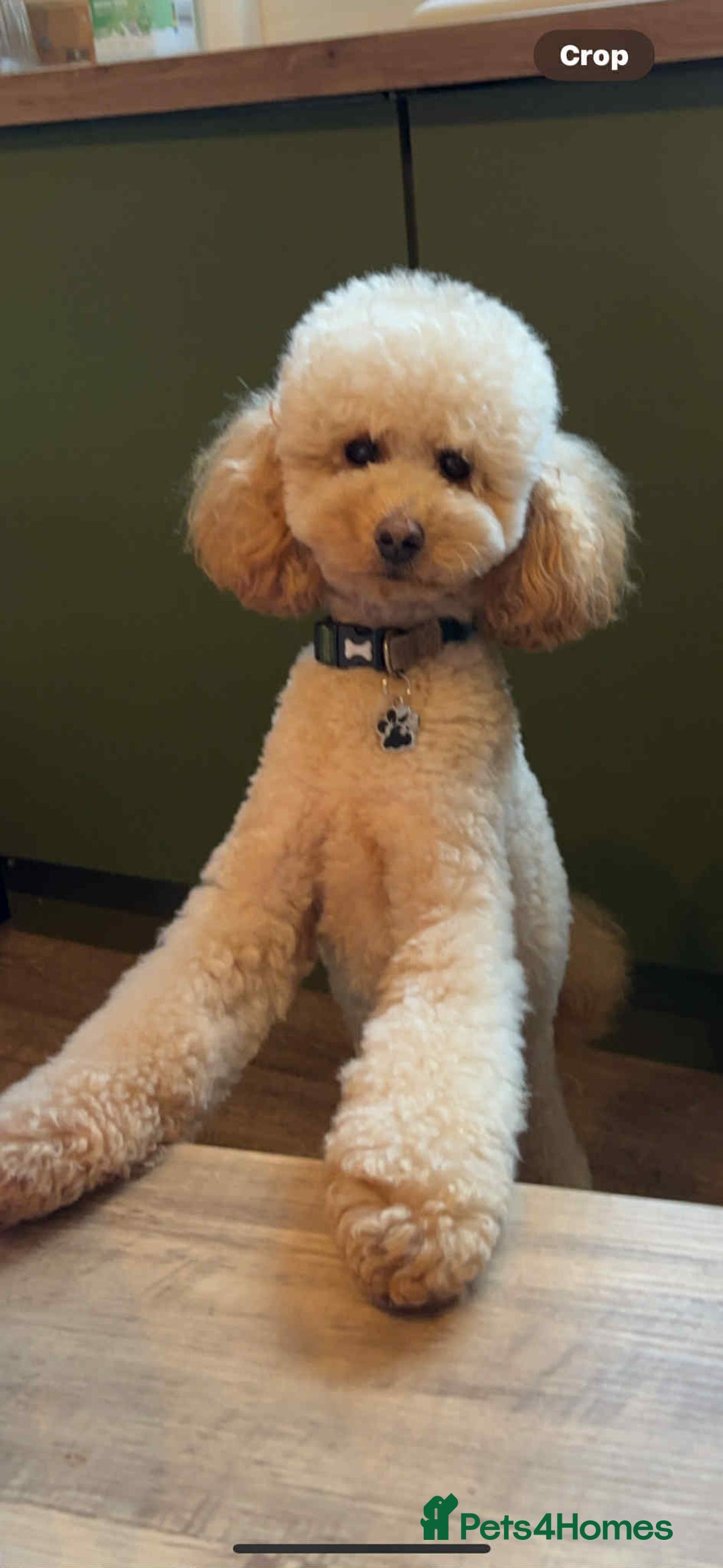 Goldendoodle dogs for sale: 🐶 F1 Goldendoodle Puppies Due February 🐾 - Advert 2