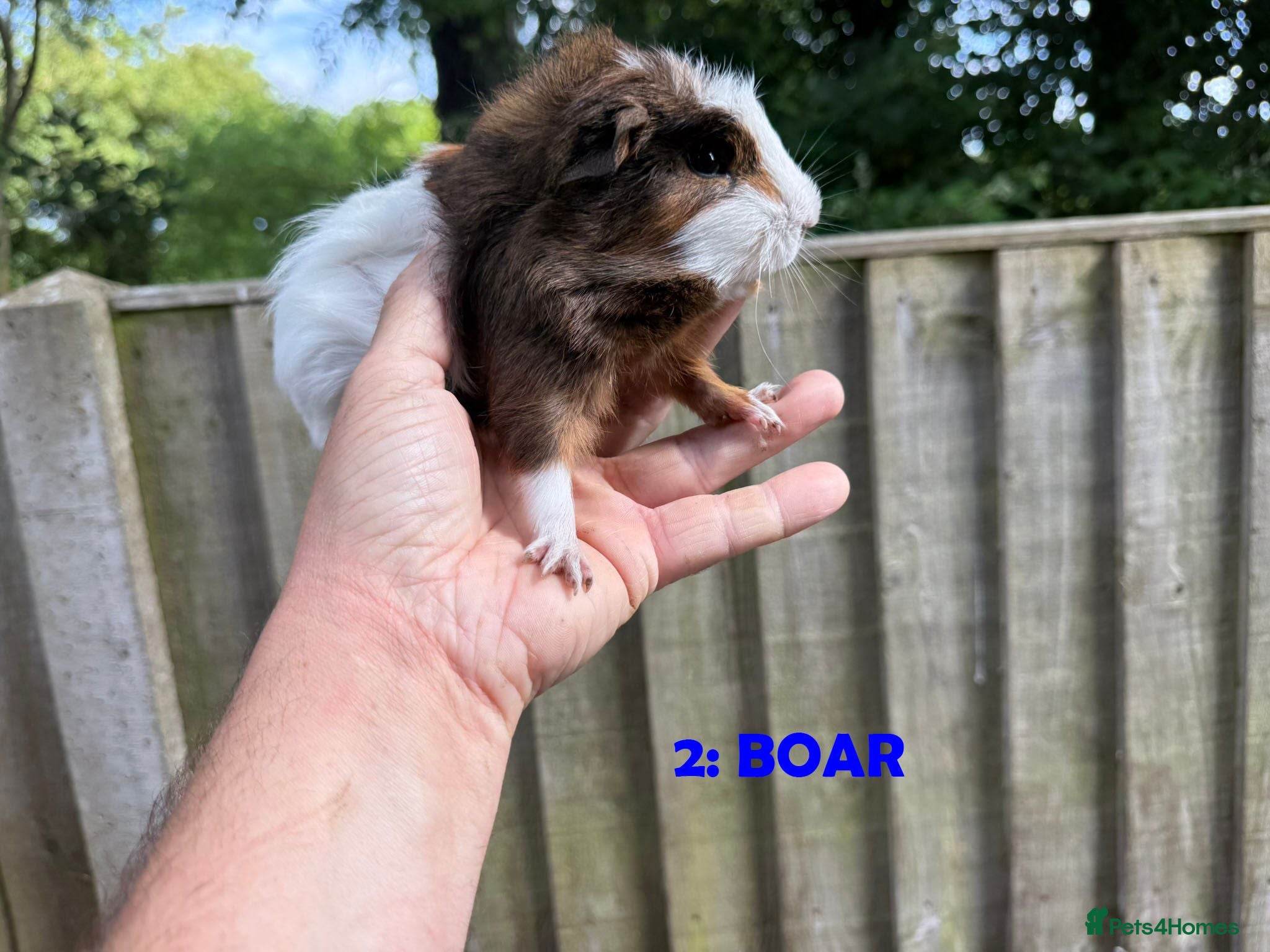 Guinea Pig rodents Various Guinea Pigs - Ready Now - Advert 1