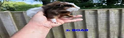 Guinea Pig rodents for sale: Various Guinea Pigs - Ready Now - Advert 3