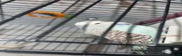 Budgerigars birds for sale: Pair of budgies  in Oldham - Advert 11