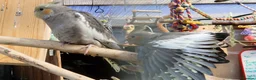 Cockatiels birds for sale: 5 cockatiels 8.5 weeks old  - Advert 22