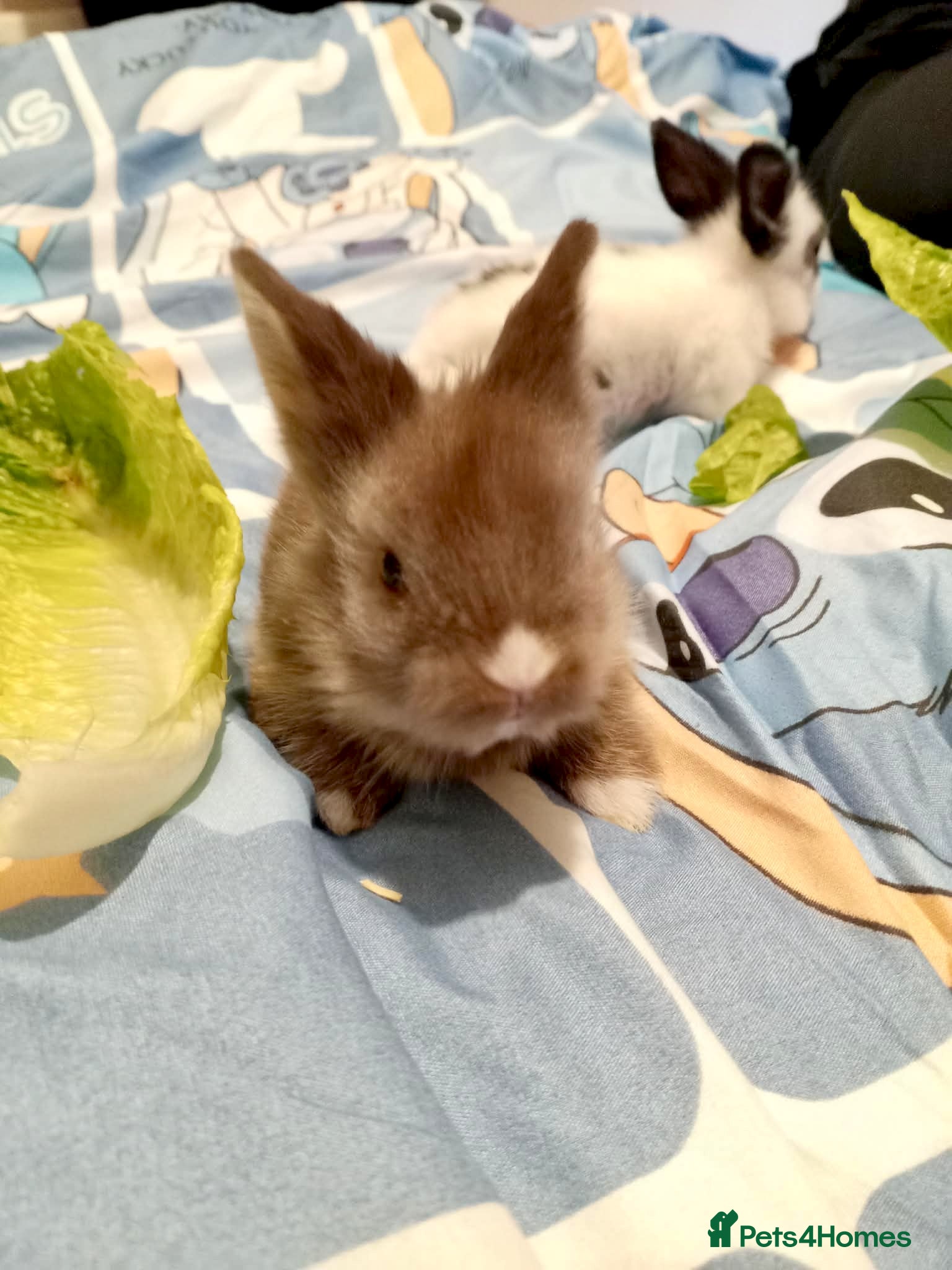 Lionhead rabbits Pedigree Lionhead Baby Rabbits Ready for New Homes - Advert 2