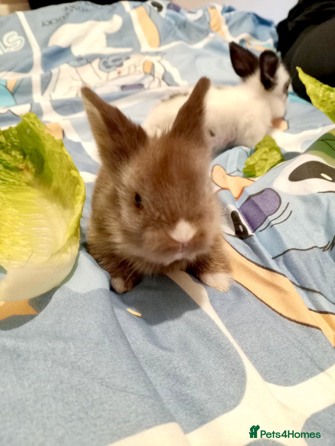 Lionhead rabbits for sale: Pedigree Lionhead Baby rabbits - Advert 1