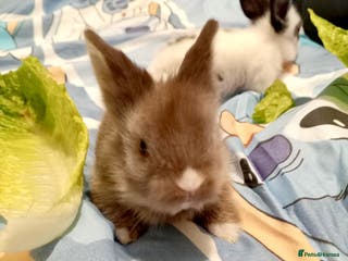 Lionhead rabbits Pedigree Lionhead Baby Rabbits Ready for New Homes - Advert 2