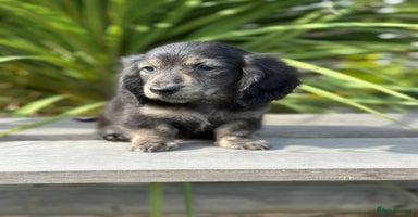 Miniature Dachshund dogs - Advert 12