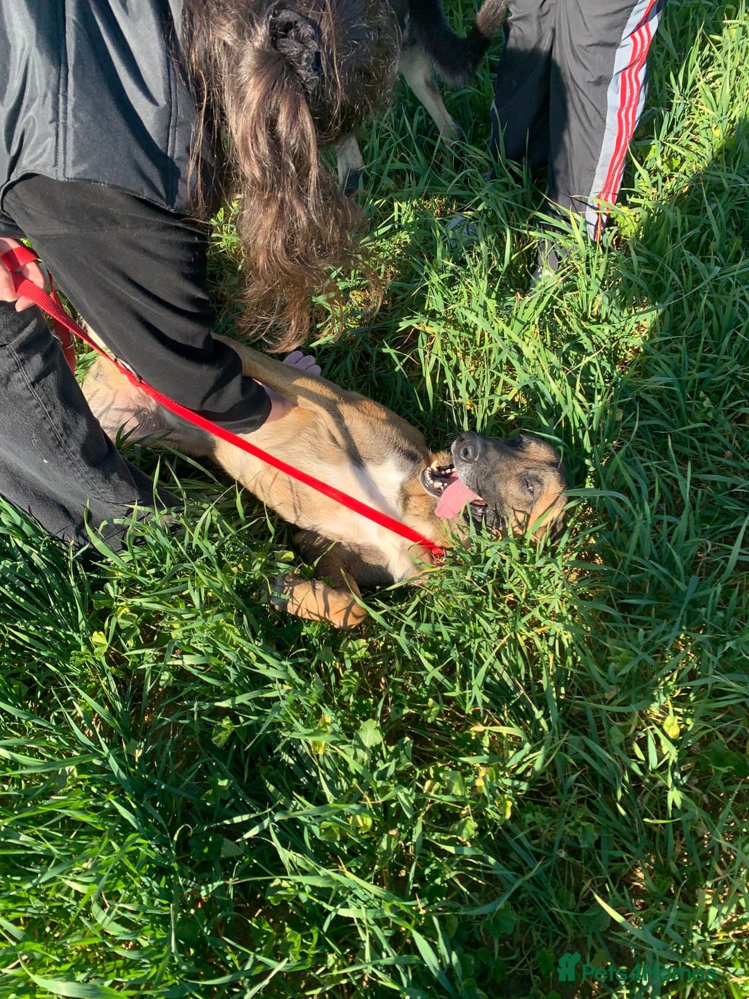 Belgian Shepherd Dog dogs for adoption: Taco is ready for adoption or a foster home - Advert 8