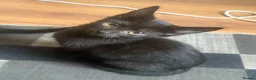 Mixed Breed cats for sale: Little ones are looking for loving home - Advert 33