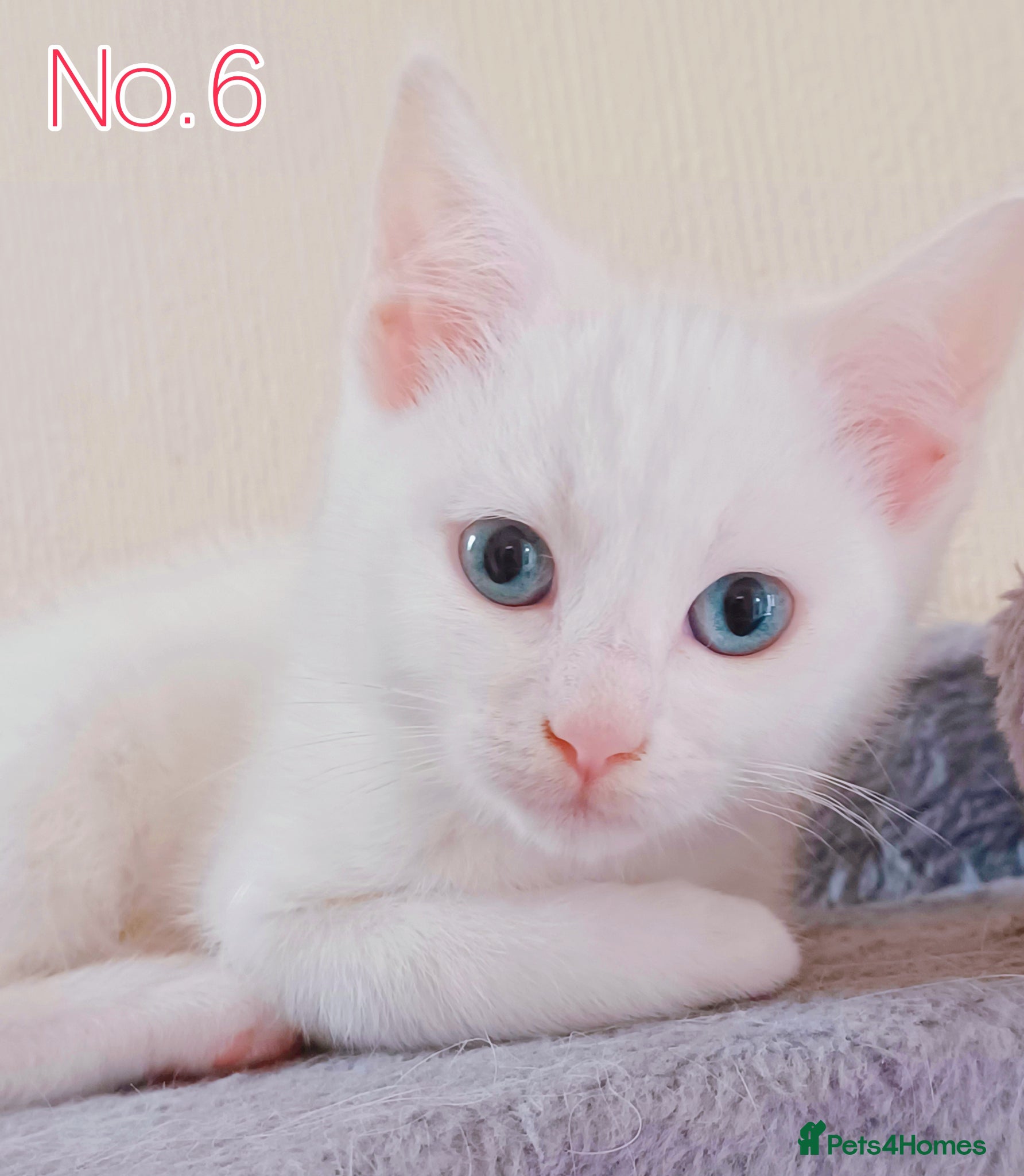 Mixed Breed cats Pure White Kittens Blue Eyes Ready for New Home  - Advert 4
