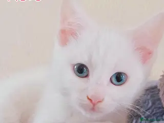 Mixed Breed cats Pure White Kittens Blue Eyes Ready for New Home - Advert 4