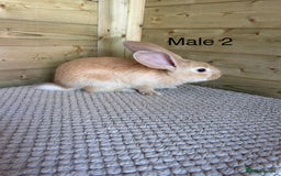 Continental Giant rabbits for sale: READY TO RESERVE - continental giant babies - Image 10