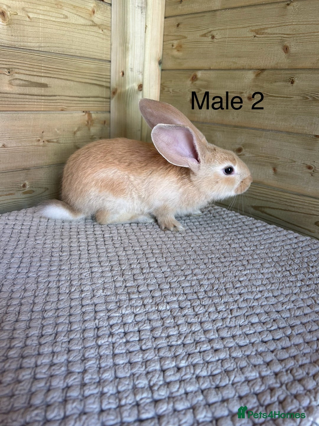 Continental Giant rabbits for sale: READY TO RESERVE - continental giant babies - Image 10