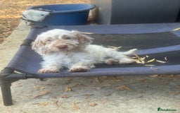 Cockapoo dogs for sale: F1 cockapoo  - Image 3