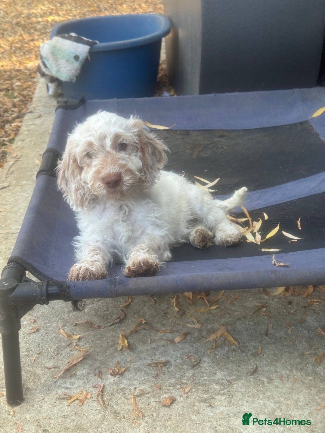 Cockapoo dogs for sale: F1 cockapoo  - Image 3