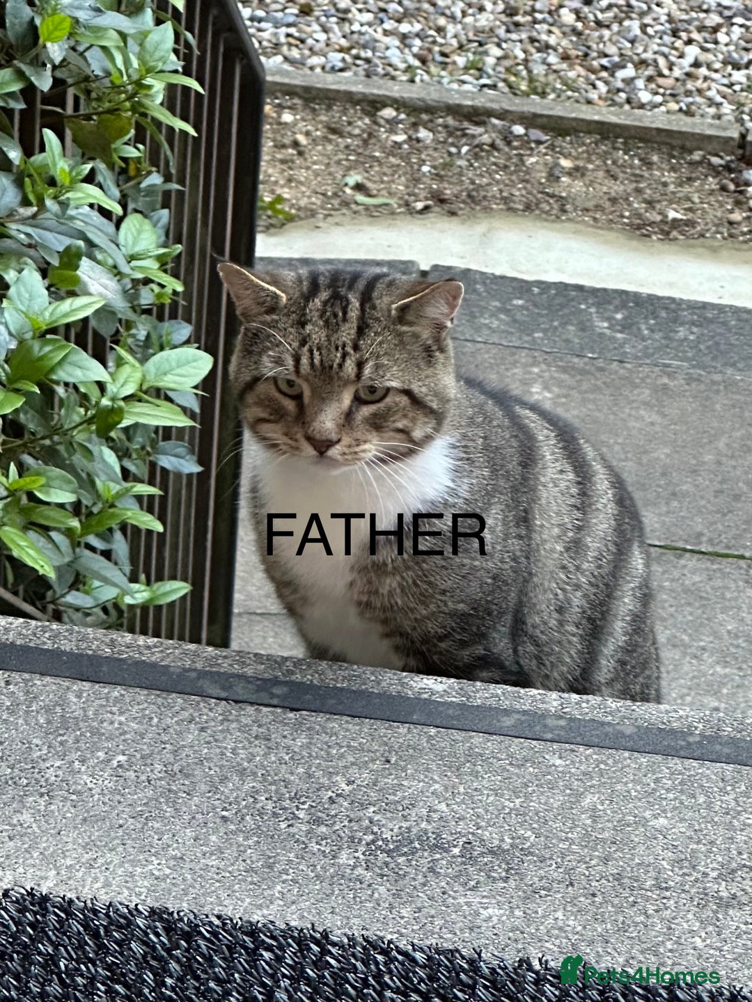 British Shorthair cats for sale: Looking for new home!!! - Advert 16