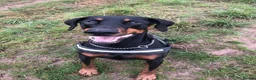 Dobermann dogs for sale: KC Registered Dobermann Puppies in Sandbach - Advert 3