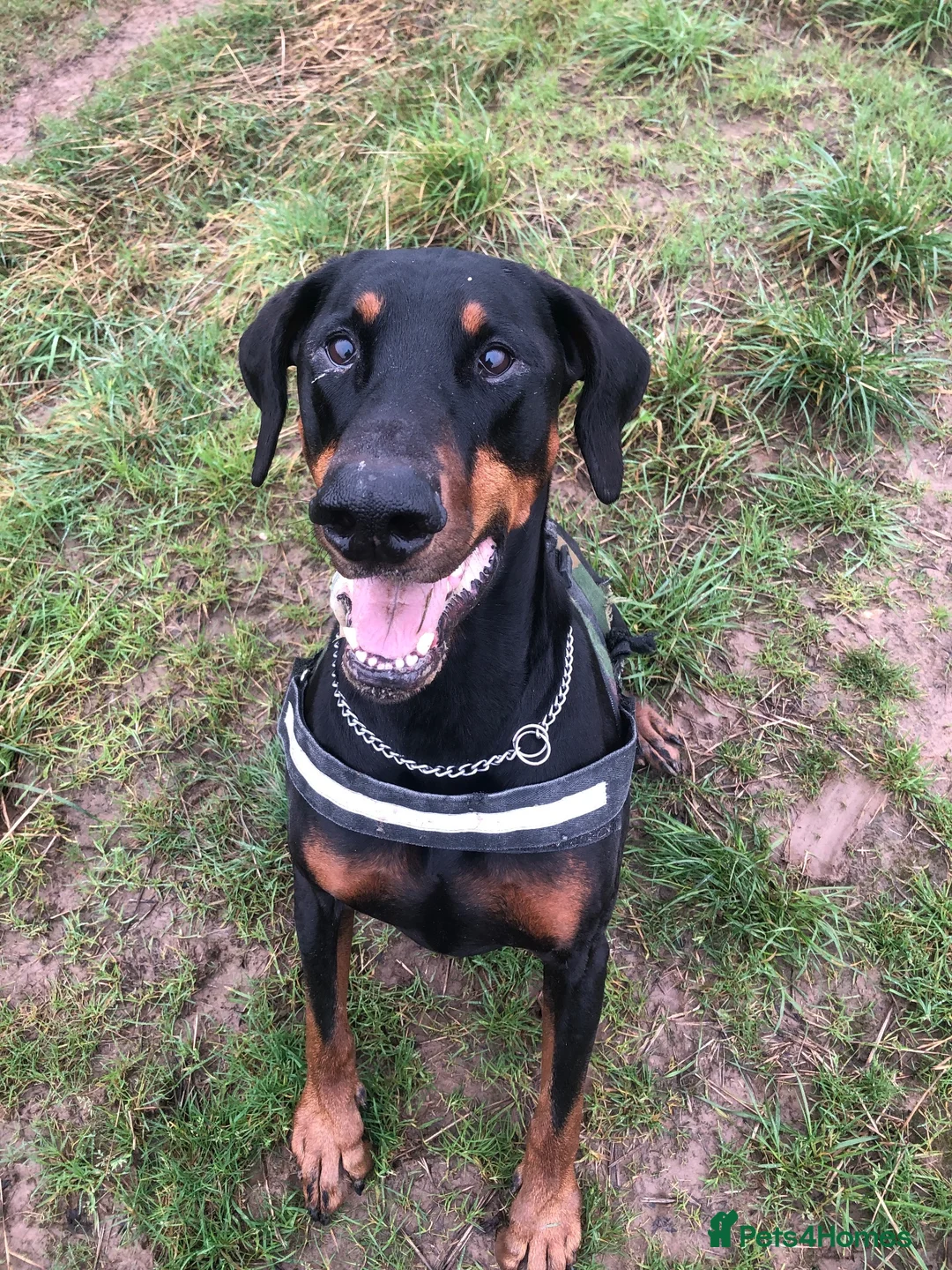 Dobermann dogs for sale: KC Registered Dobermann Puppies in Sandbach - Advert 3