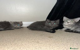 Mixed Breed cats for sale: 3 beautiful female tabby kittens  - Image 1