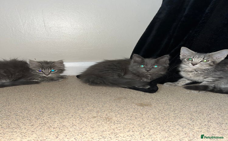 Mixed Breed cats - Advert 1