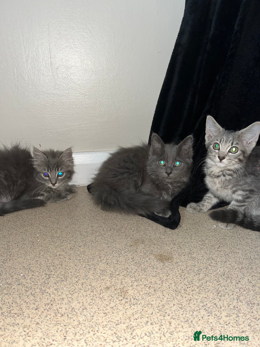 Mixed Breed cats for sale: 3 beautiful female tabby kittens  - Image 1
