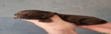 Cocker Spaniel 2