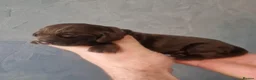Cocker Spaniel dogs for sale: Kc show type puppies  - Advert 8