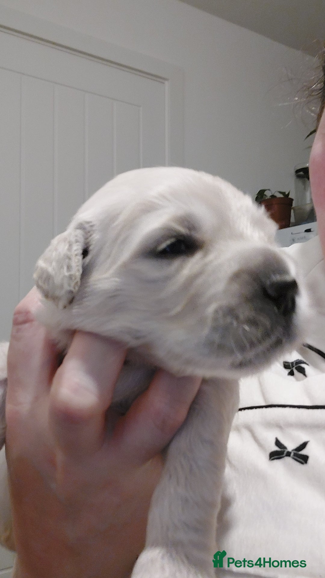 Golden Retriever dogs for sale: KC registered golden retriever puppies  - Advert 2