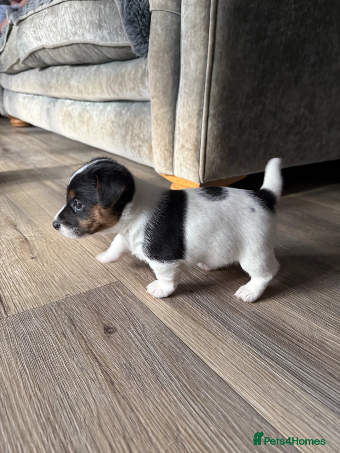 Jack Russell dogs for sale: Jack Russell puppies for sale  - Advert 1