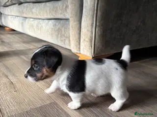 Jack Russell dogs Jack Russell puppies for sale - Advert 4