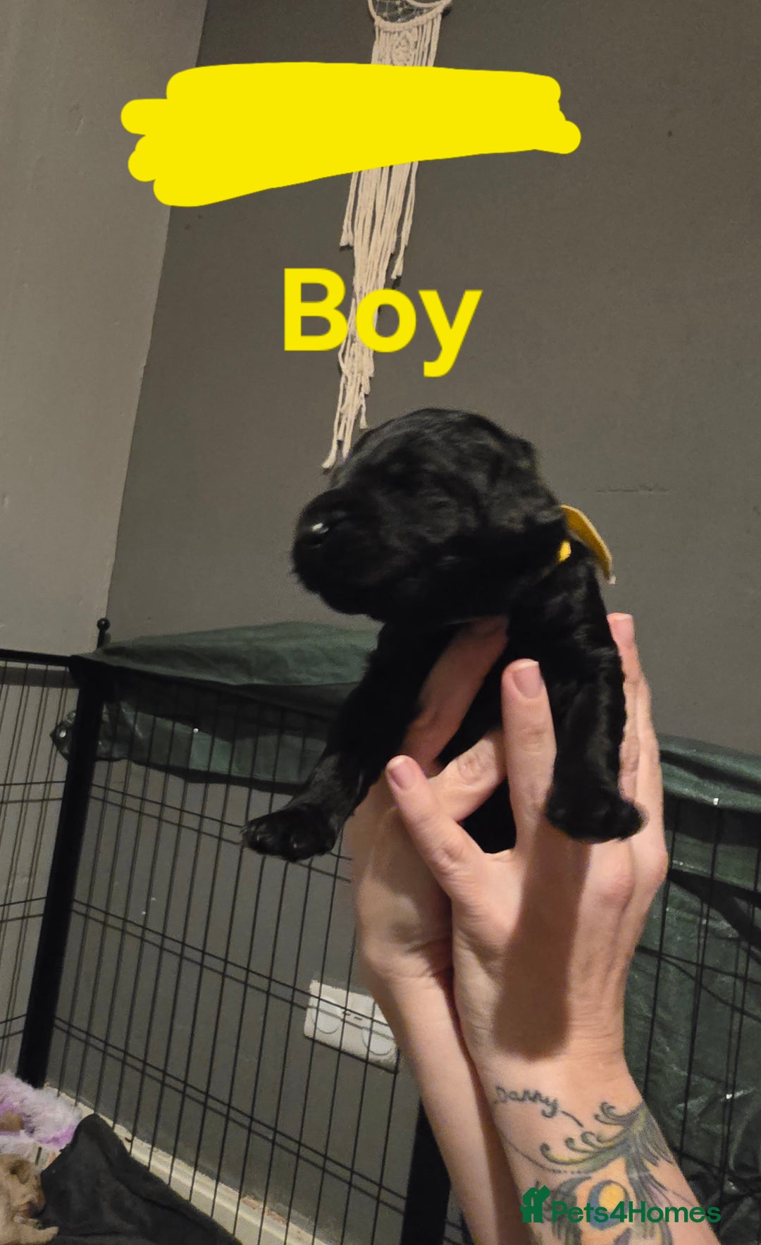 Goldendoodle dogs for sale: Labradoodles puppies - Advert 3