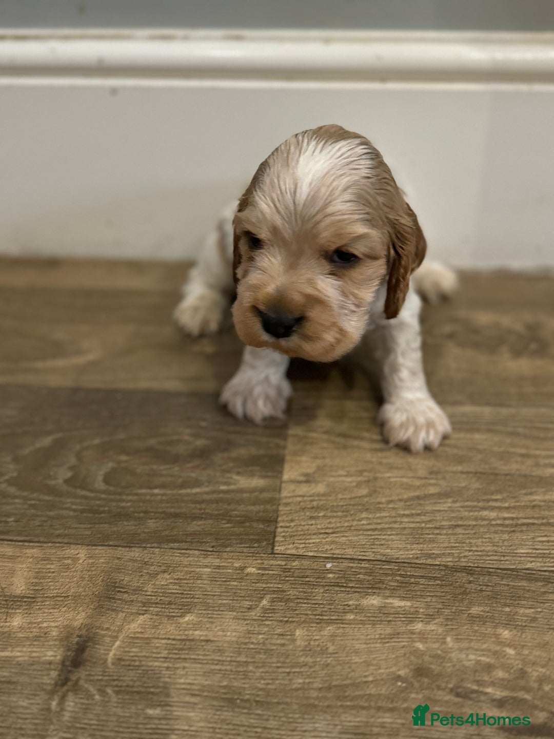 Cocker Spaniel dogs for sale: Exceptional litter of Show Type Cocker Spaniels - Advert 17