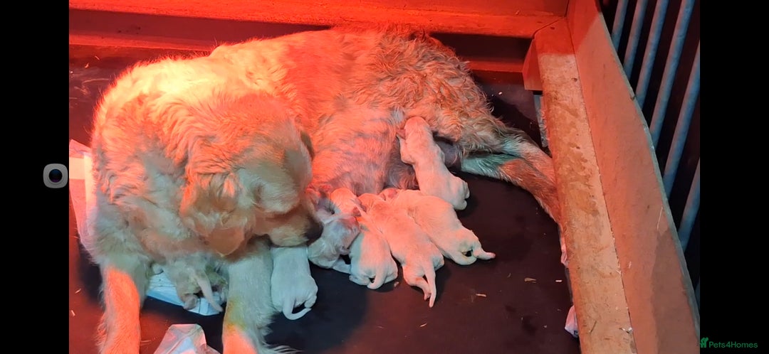 Golden Retriever dogs for sale: ⭐️⭐️Beautiful White Golden Retriever Pups ⭐️⭐️ - Advert 1