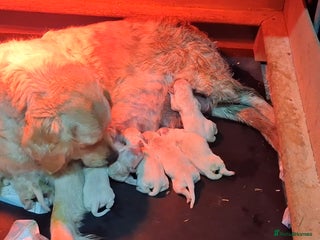 Golden Retriever dogs ⭐️⭐️Beautiful White Golden Retriever Pups ⭐️⭐️ - Advert 1