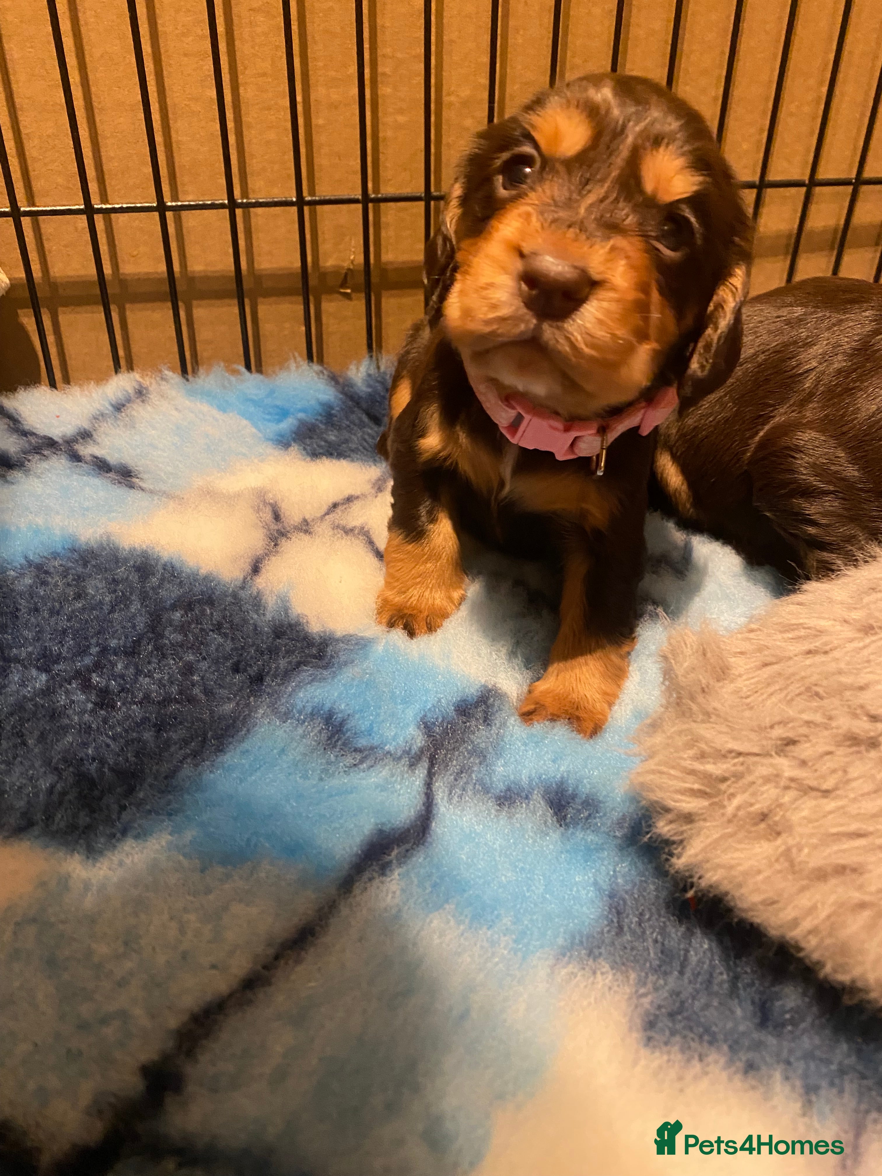 Cocker Spaniel dogs Cocker spaniel pups - Advert 6