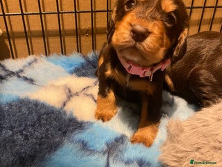 Cocker Spaniel dogs Cocker spaniel pups - Advert 2