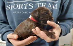 Sprocker dogs for sale: Sprocker ( Springer x Cocker ) pups for sale - Image 3