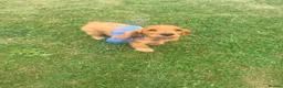 Cocker Spaniel dogs for stud: Proven KC  Stud dog - Advert 6