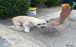 Mixed Breed dogs for adoption: ALMA - a Superb little Girl for a Loving Home - Image 5