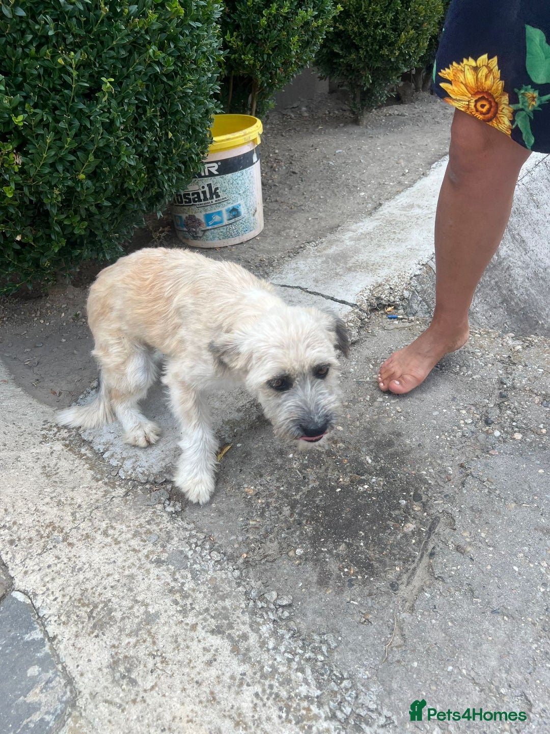 Mixed Breed dogs for adoption: ALMA - a Superb little Girl for a Loving Home - Image 5