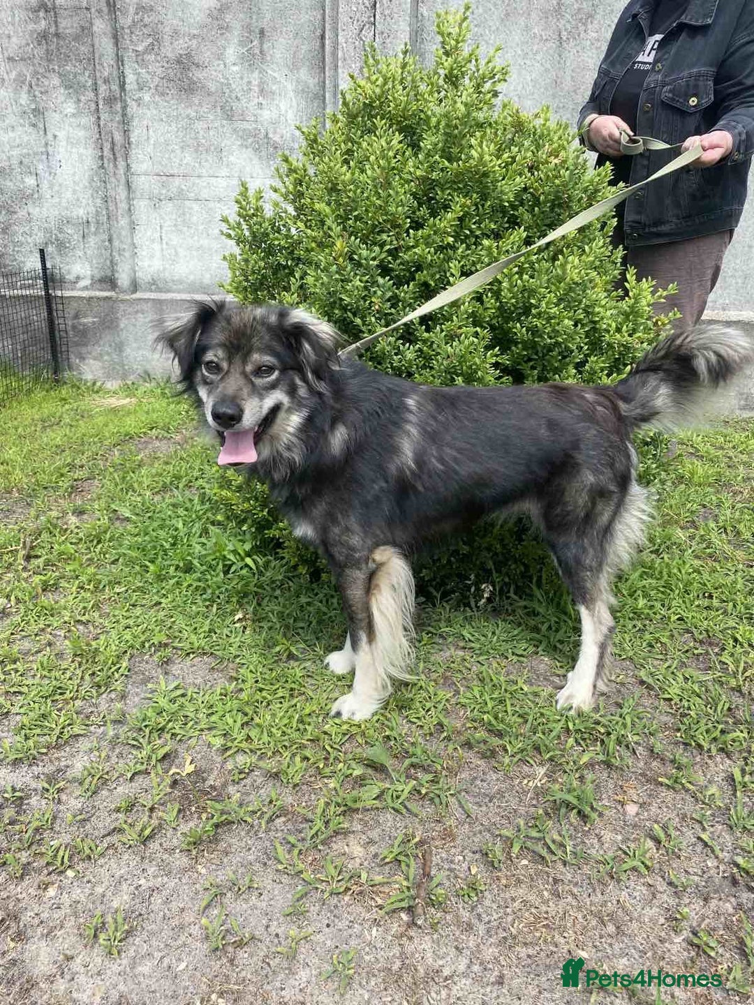Border Collie dogs for adoption: FREDDIE - Male Border Collie - Advert 3