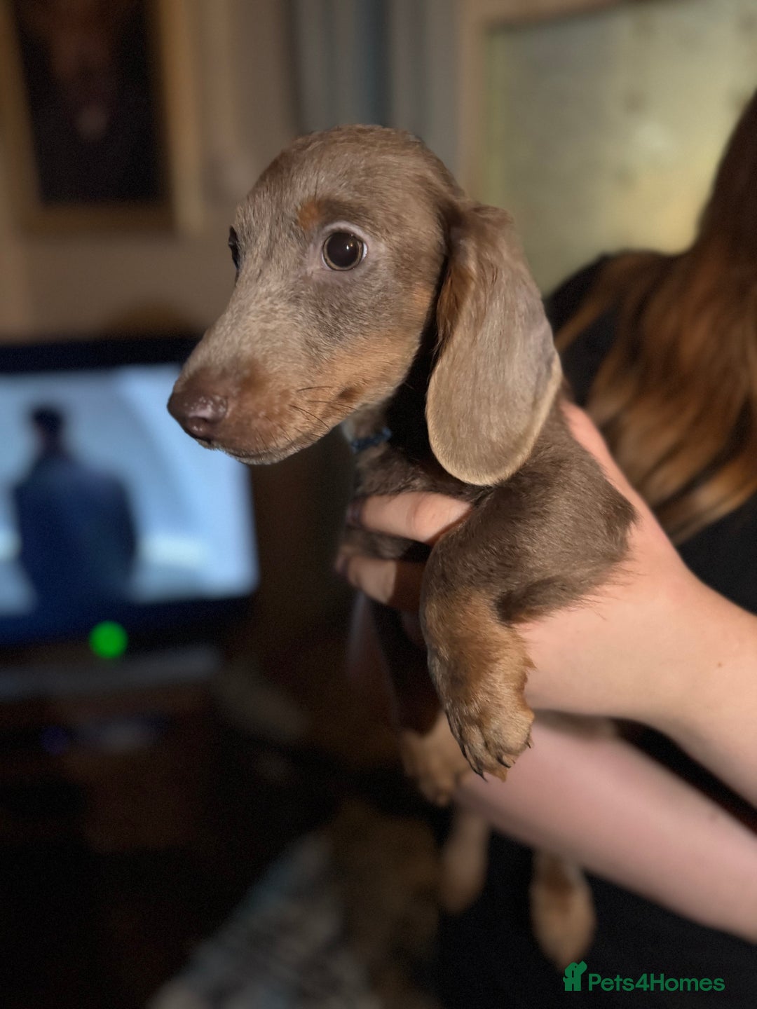 Dachshund dogs for sale: Long hair standard dachshund 💖💖 - Image 2