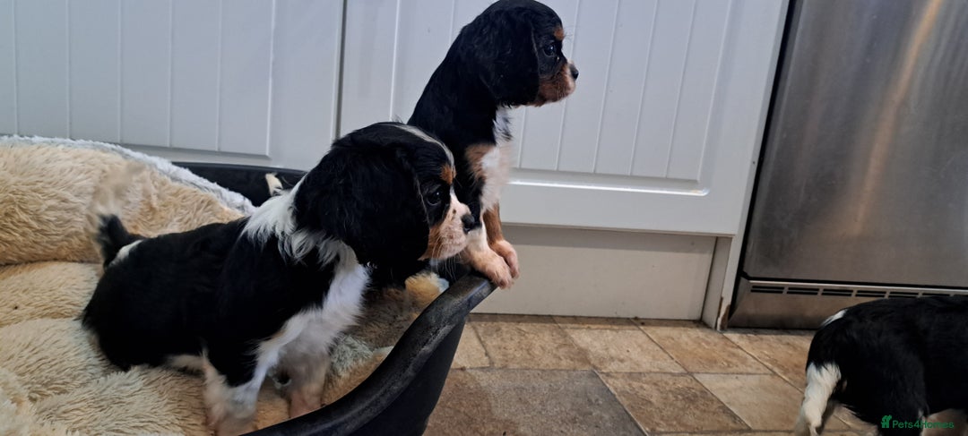 Cavalier King Charles Spaniel dogs for sale: Cavalier King Charles Puppies Available - Image 7