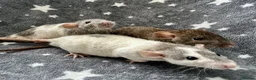 Rat rodents for sale: Baby Dumbo Dwarf Rats Male And Female  - Advert 12