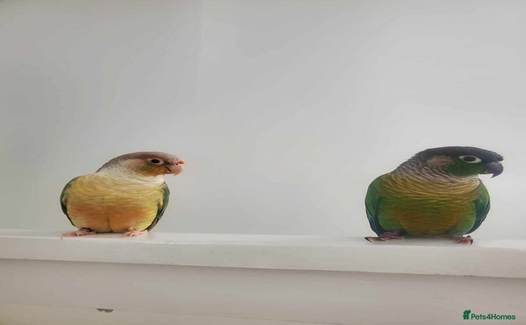 Conures birds - Advert 1