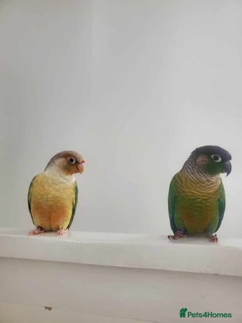 Conures birds - Advert 1
