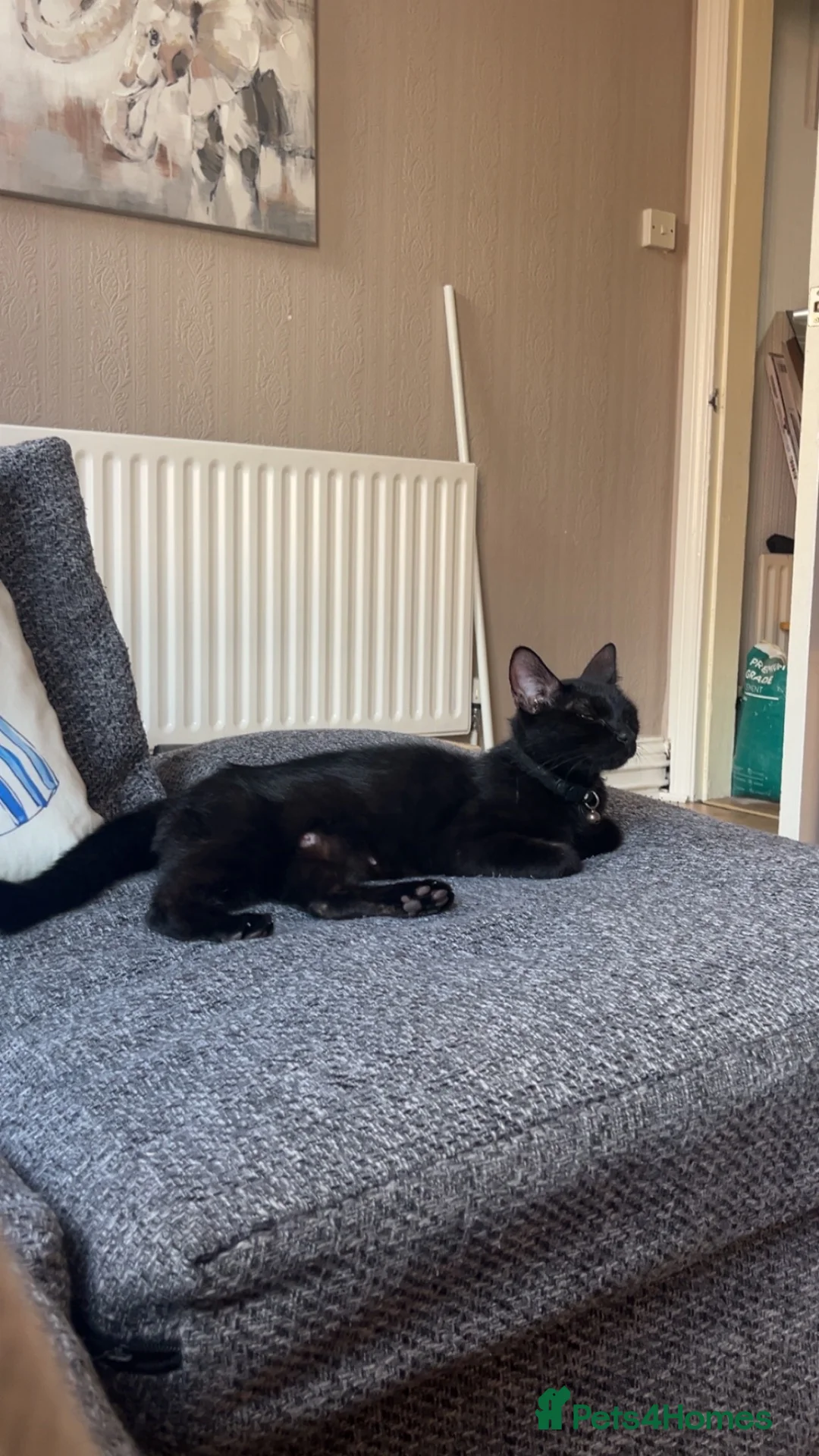 Mixed Breed cats for sale: Last female kitten in Ripley - Advert 5